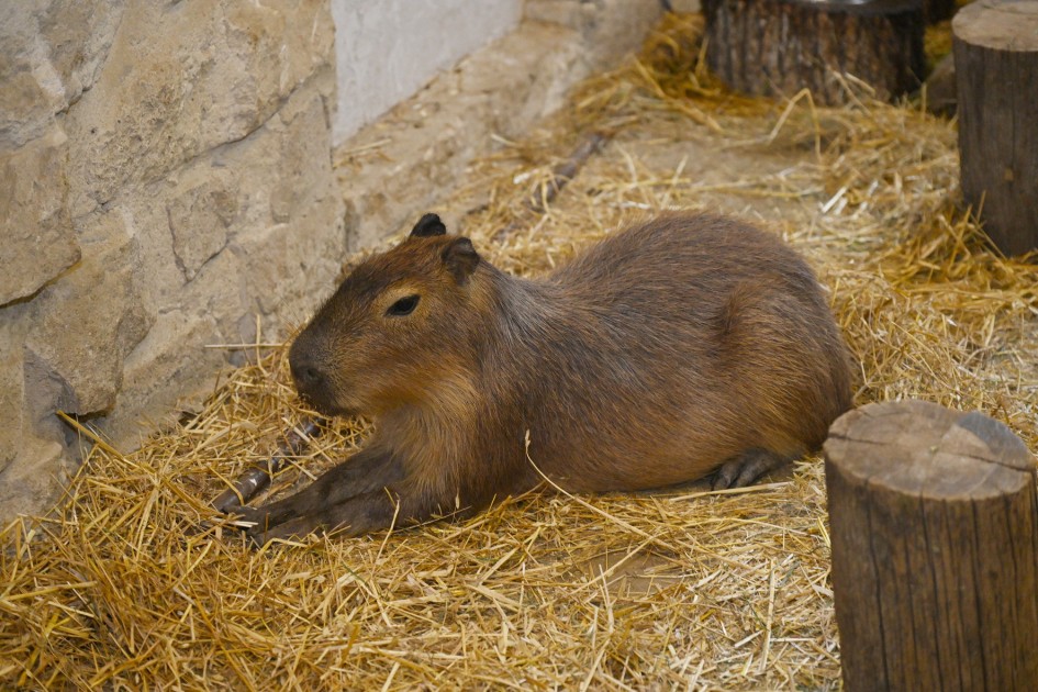 Leyla Əliyeva “Capybara Azerbaijan” fermasında olub - FOTOLAR